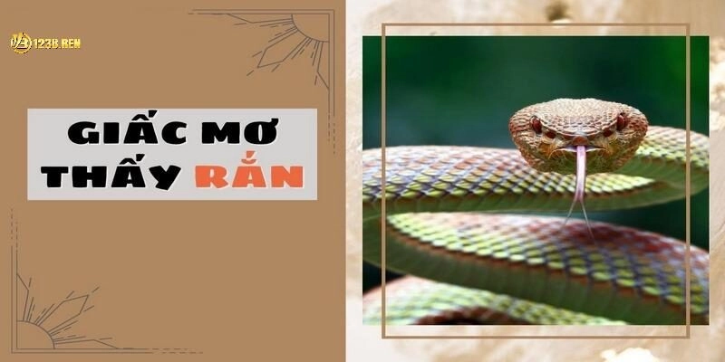 Mơ Thấy Rắn 123B – Điềm Báo Gì & Cách Đánh Con Số Chuẩn